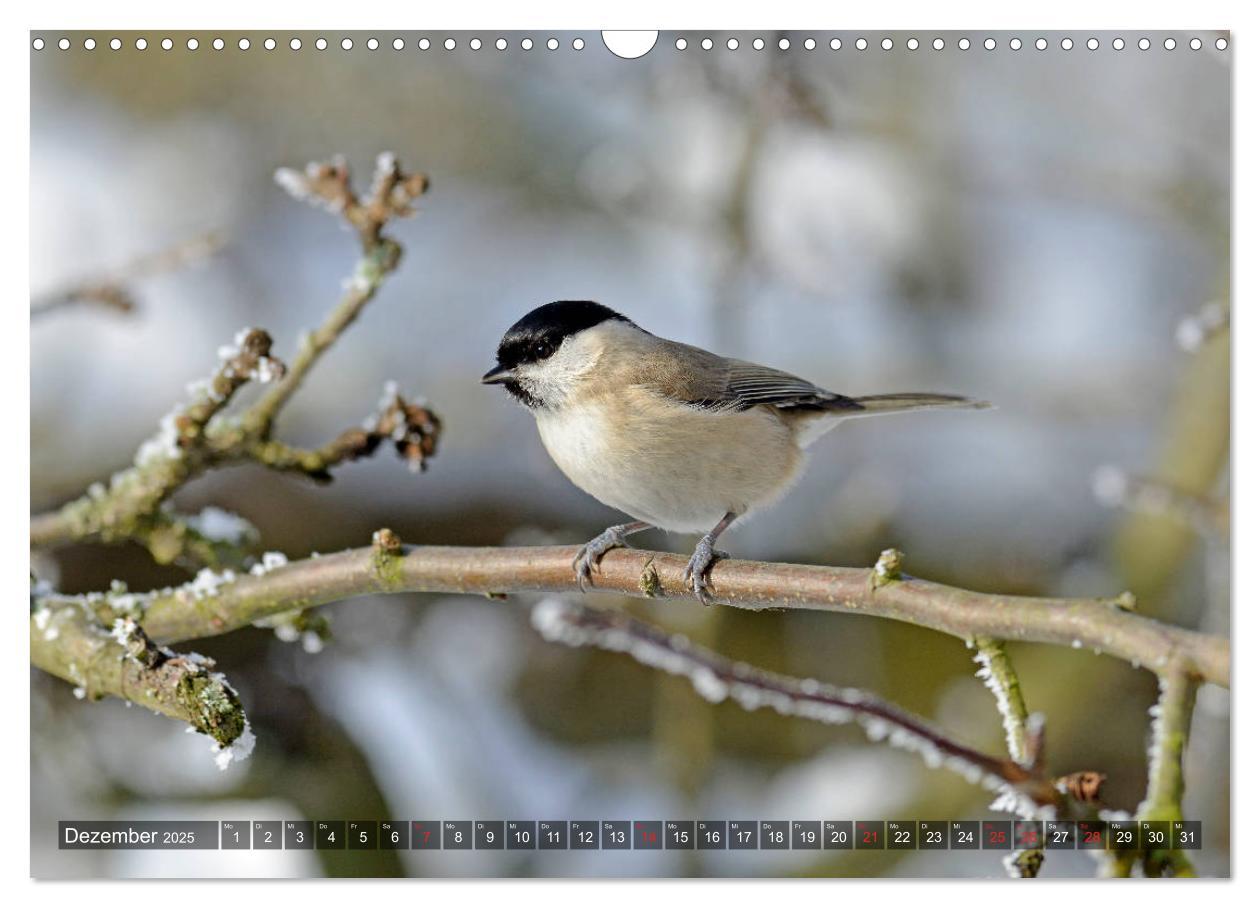 Bild: 9783435192755 | Heimische Singvögel in Feld und Flur (Wandkalender 2025 DIN A3...