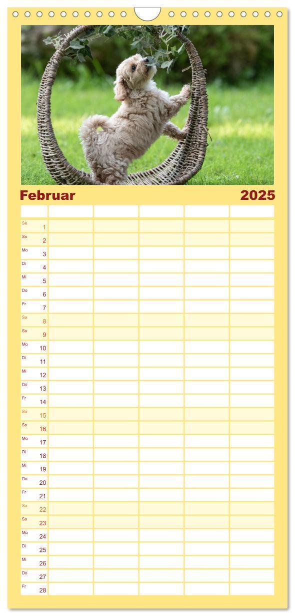 Bild: 9783457102107 | Familienplaner 2025 - Maltipoo Welpen mit 5 Spalten (Wandkalender,...