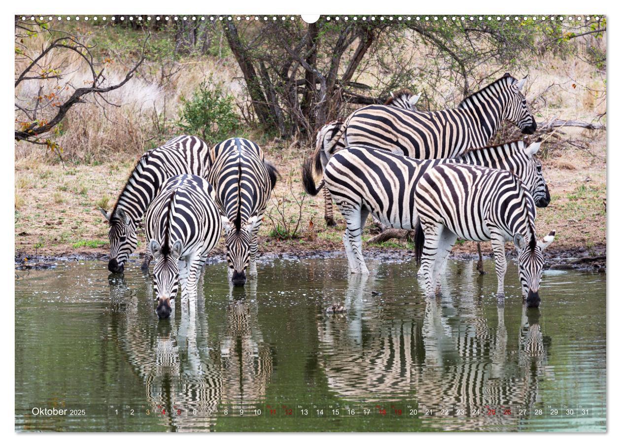 Bild: 9783383976285 | Südafrika wunderbare Tierwelt (Wandkalender 2025 DIN A2 quer),...