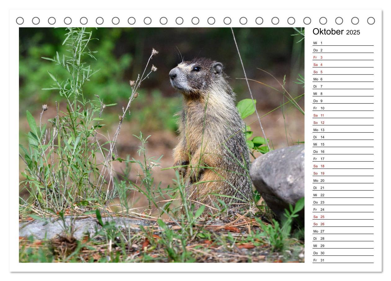 Bild: 9783435396306 | Murmeltiere in Nordamerika (Tischkalender 2025 DIN A5 quer),...