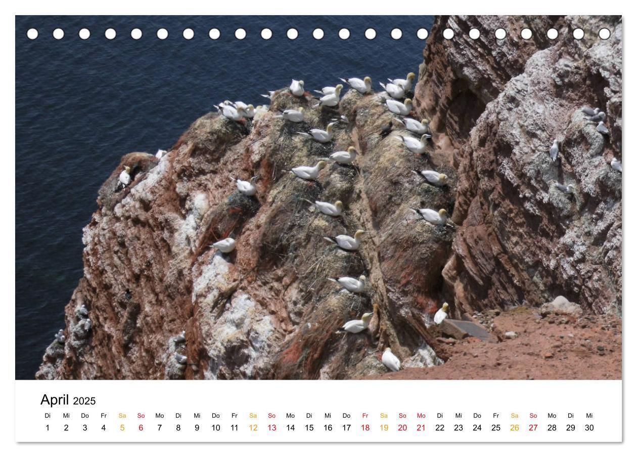 Bild: 9783435402922 | Helgoland Kalender (Tischkalender 2025 DIN A5 quer), CALVENDO...