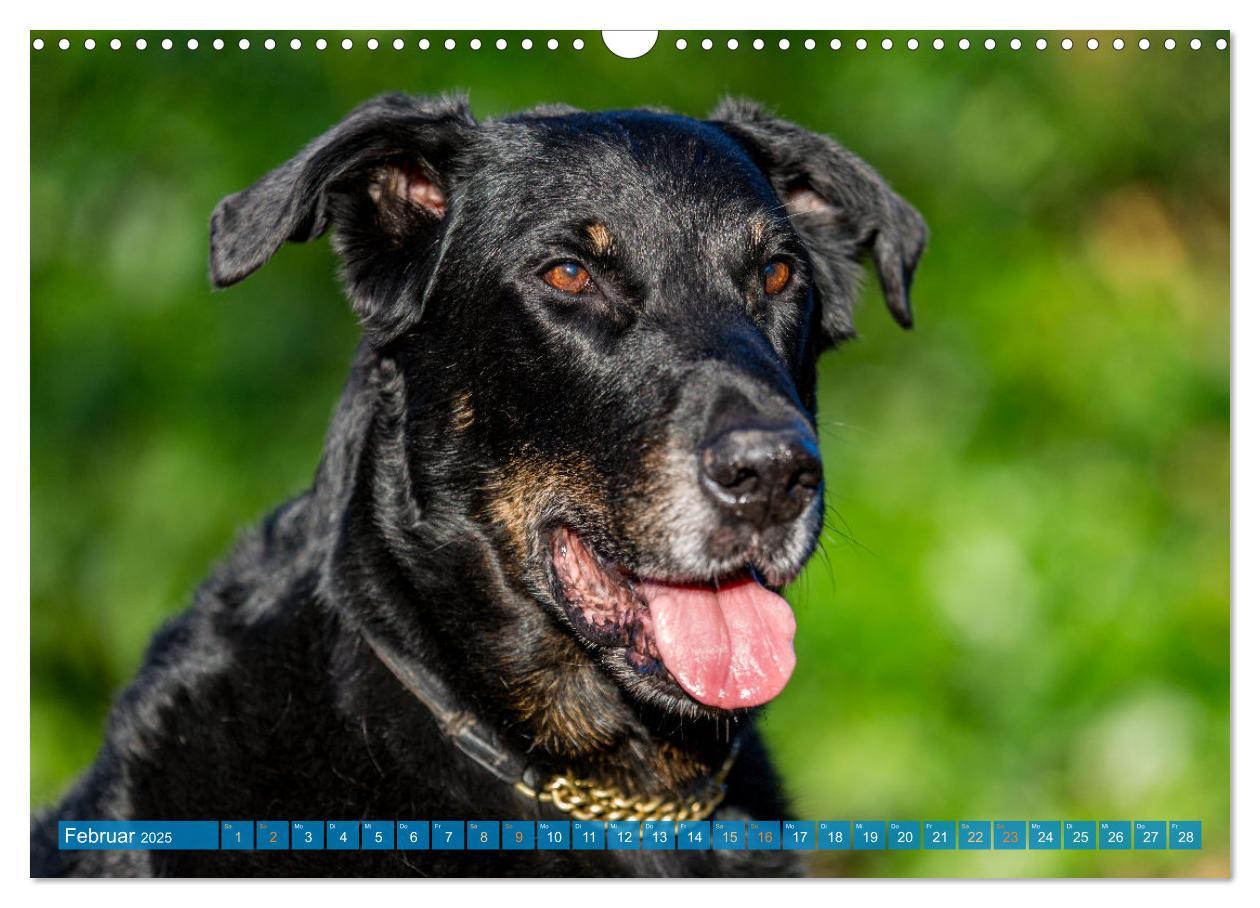 Bild: 9783457197219 | Der Beauceron (Wandkalender 2025 DIN A3 quer), CALVENDO Monatskalender