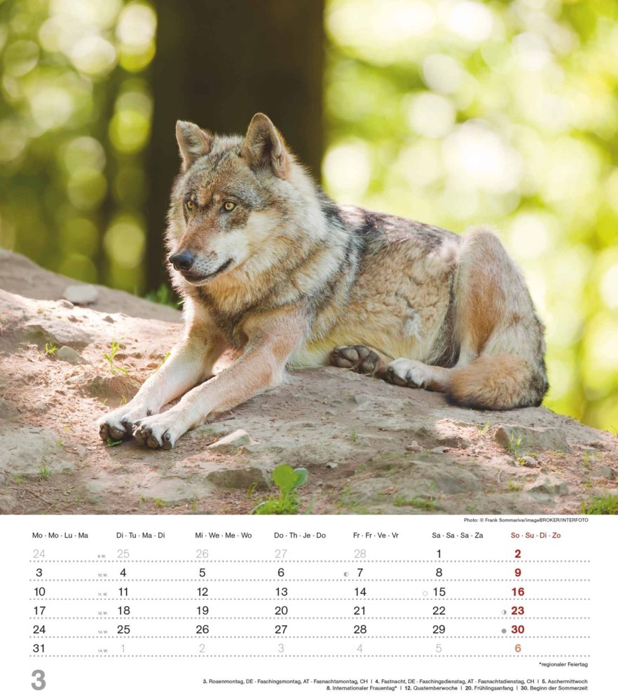 Bild: 4251732342166 | Alpha Edition - Mythos Wolf 2025 Bildkalender, 30,x34cm, Kalender...