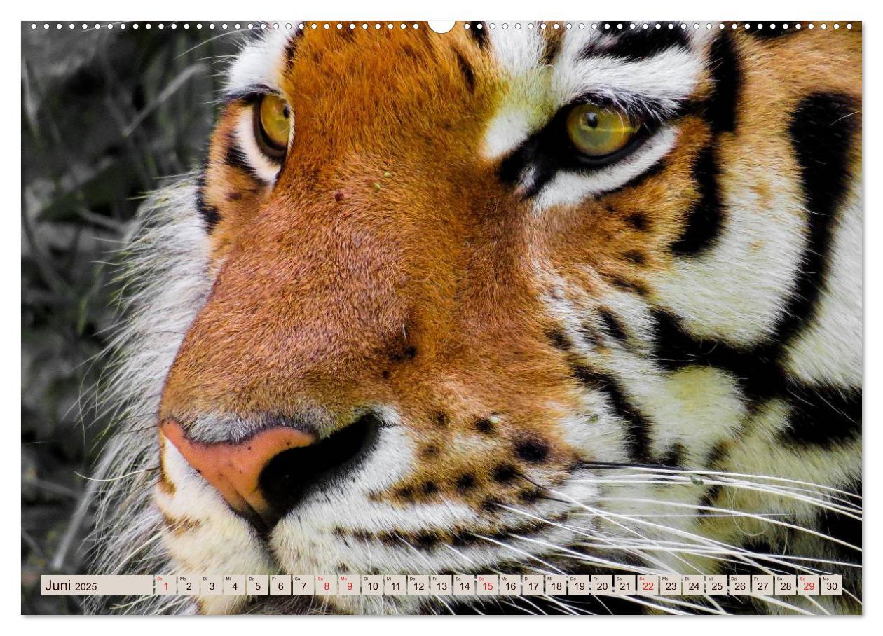 Bild: 9783435738168 | Tiger. Gestreift, wild u. schön (Wandkalender 2025 DIN A2 quer),...