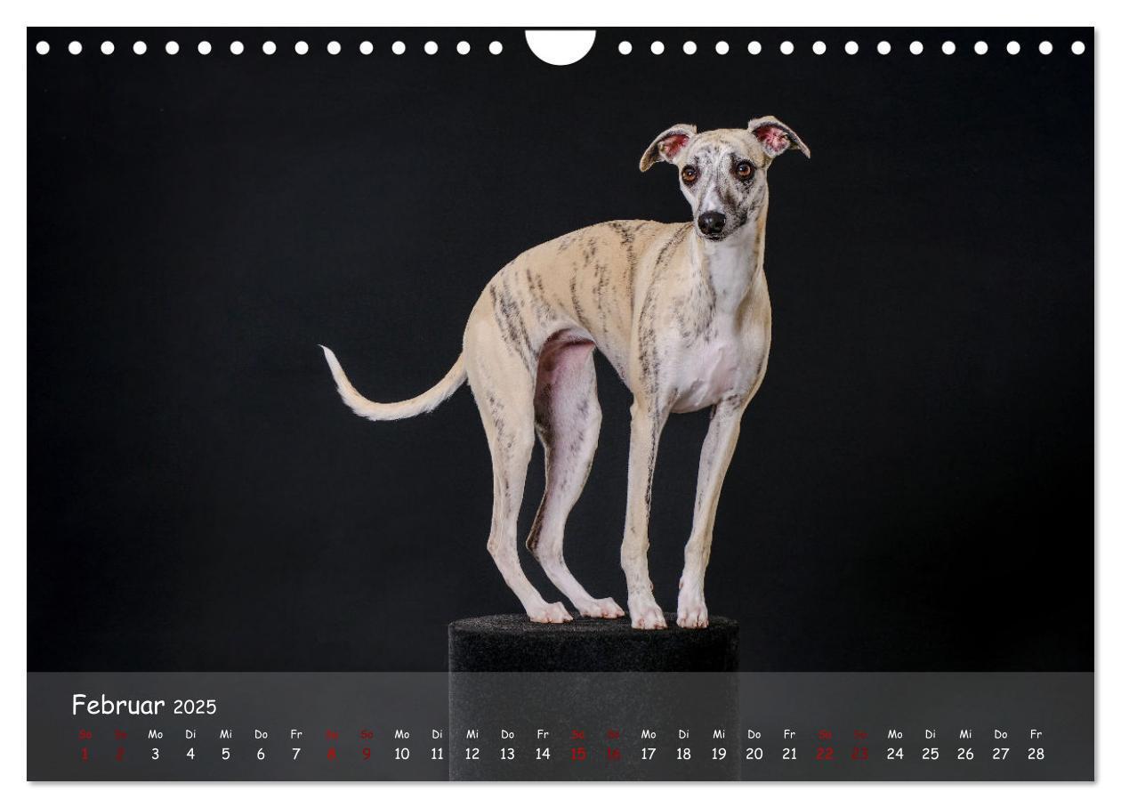 Bild: 9783383857133 | Whippets - Seelenhunde fürs Leben (Wandkalender 2025 DIN A4 quer),...