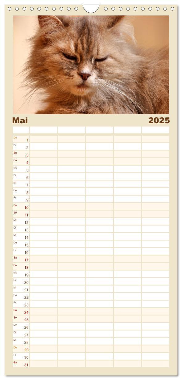 Bild: 9783457100899 | Familienplaner 2025 - Katzen in Cranz mit 5 Spalten (Wandkalender,...