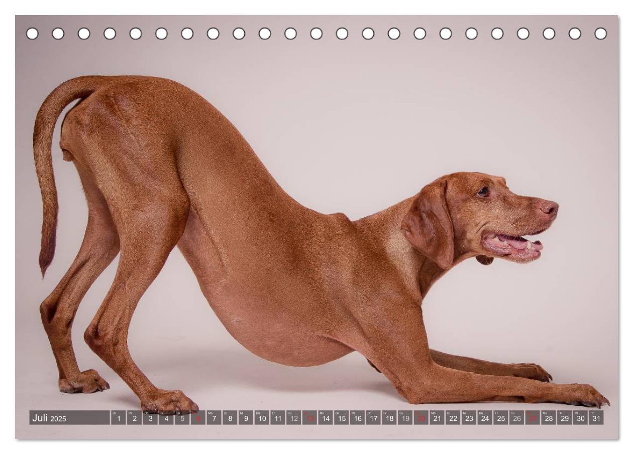 Bild: 9783435501885 | Der Vizsla 2025 (Tischkalender 2025 DIN A5 quer), CALVENDO...