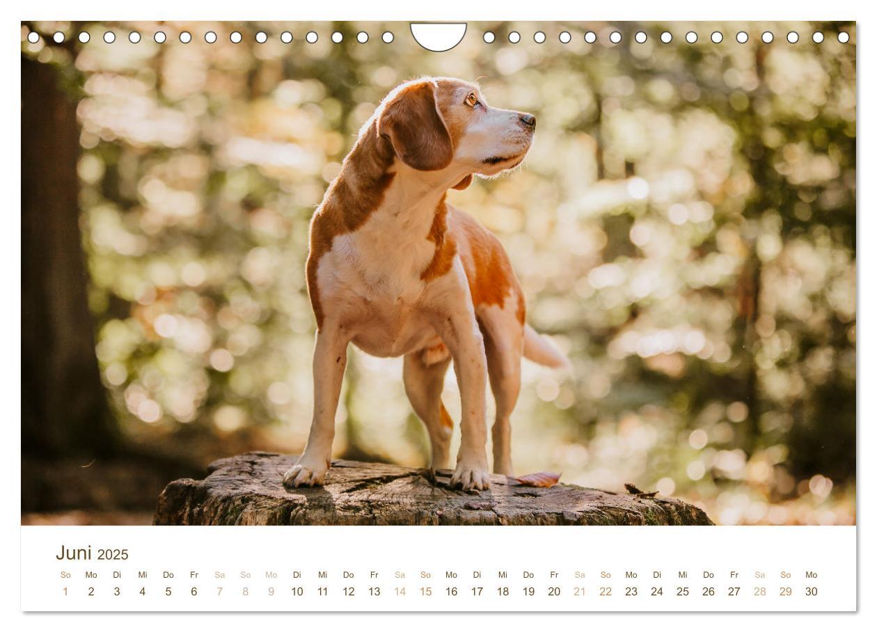 Bild: 9783435018499 | Beagle - Unser treuer Begleiter (Wandkalender 2025 DIN A4 quer),...