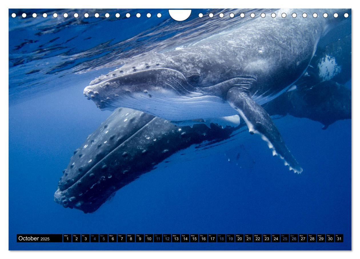 Bild: 9781325948321 | A Whale of a Year (Wall Calendar 2025 DIN A4 landscape), CALVENDO...