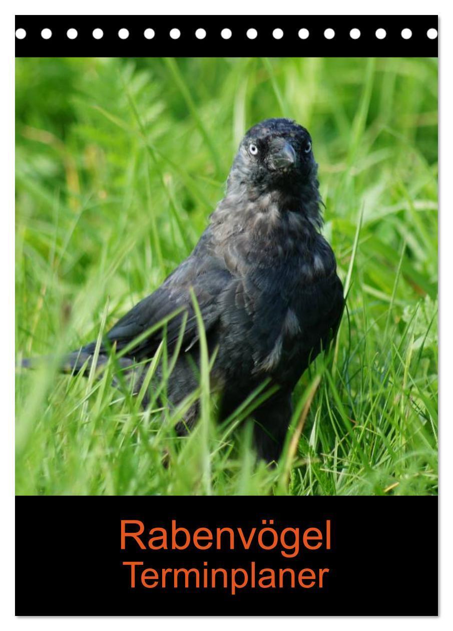 Cover: 9783457020074 | Rabenvögel Terminplaner (Tischkalender 2025 DIN A5 hoch), CALVENDO...