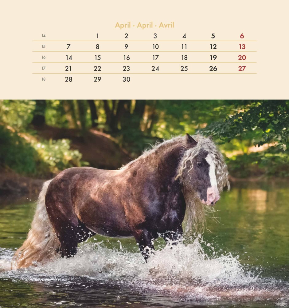 Bild: 4251732342302 | Alpha Edition - Pferde 2025 Postkartenkalender, 16x17cm, Kalender...