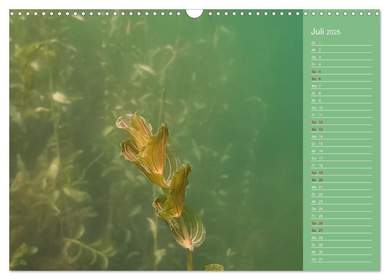 Bild: 9783435084821 | Baggersee - die grüne Welt (Wandkalender 2025 DIN A3 quer),...