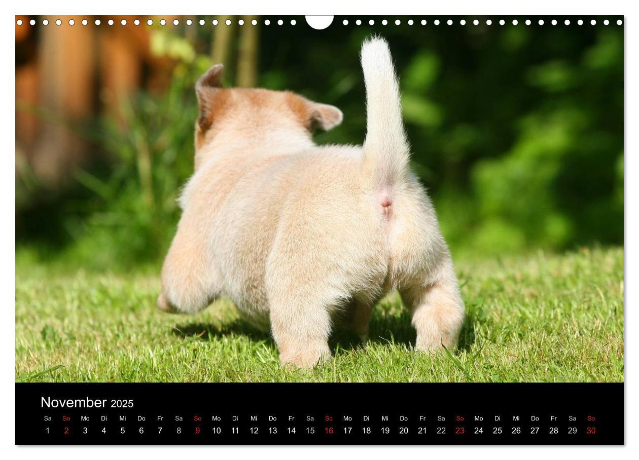 Bild: 9783435749539 | Australian Cattle Dog Welpen (Wandkalender 2025 DIN A3 quer),...