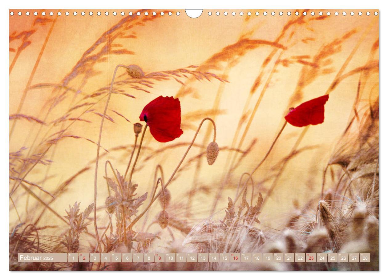 Bild: 9783435287857 | Mohnblumen - Fotografie mit Magie (Wandkalender 2025 DIN A3 quer),...