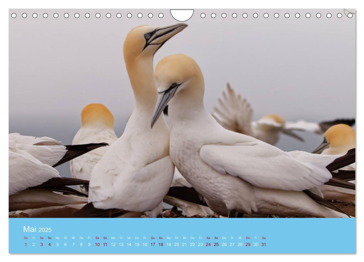 Bild: 9783457207666 | Basstölpel auf Helgoland - von Ostfriesenfotografie (Wandkalender...