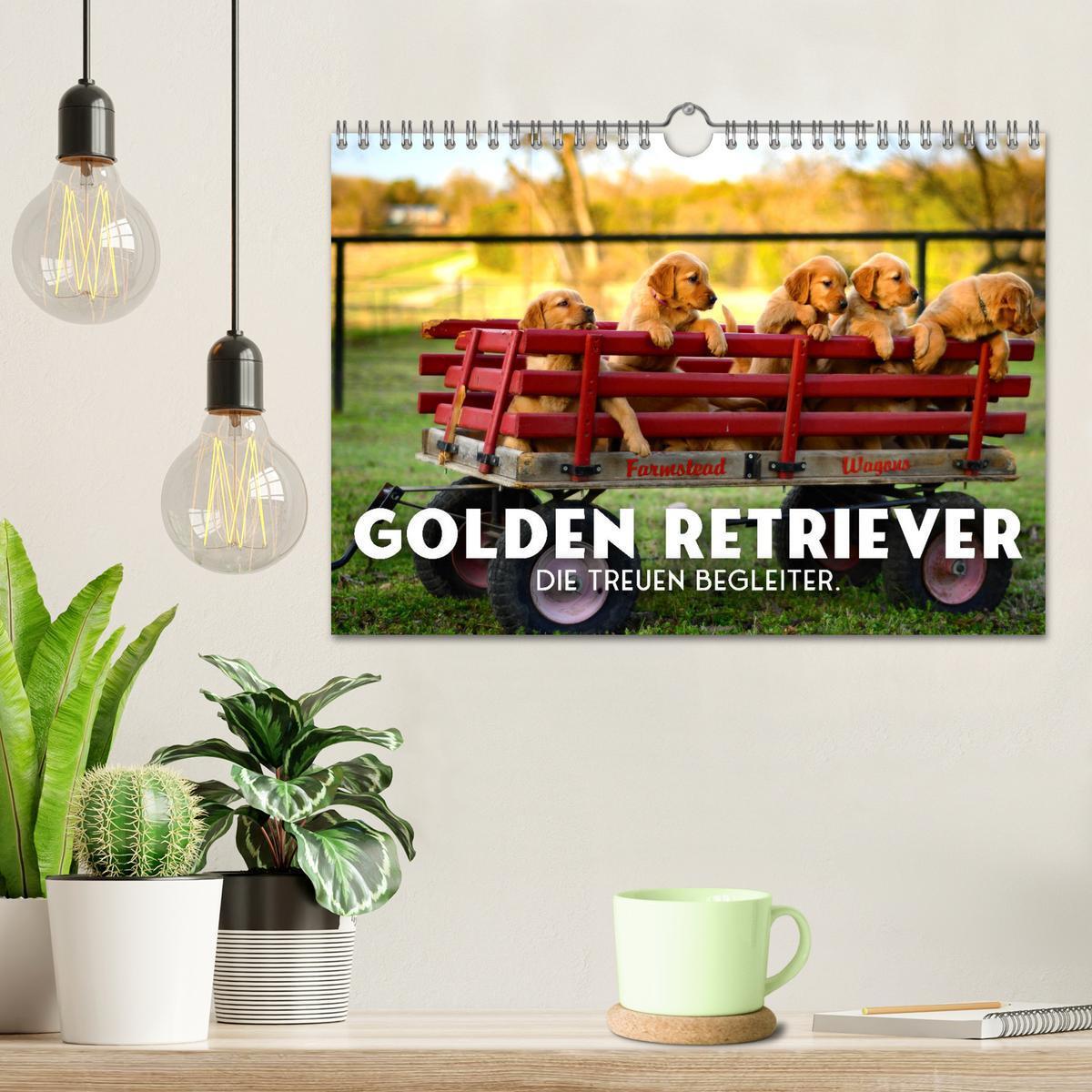 Bild: 9783383942235 | Golden Retriever - Die treuen Begleiter. (Wandkalender 2025 DIN A4...