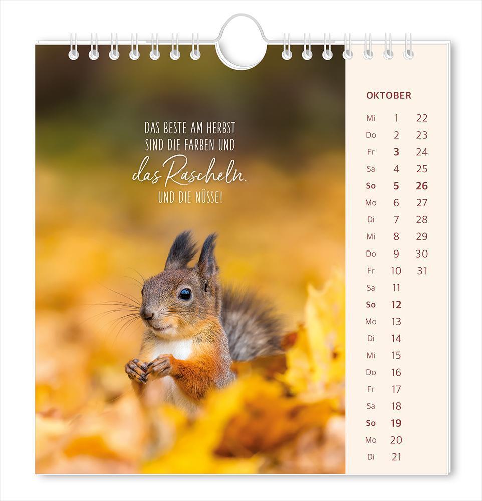 Bild: 9783986361204 | Postkartenkalender 2025 Lichtblicke | Postkartenkalender | Original