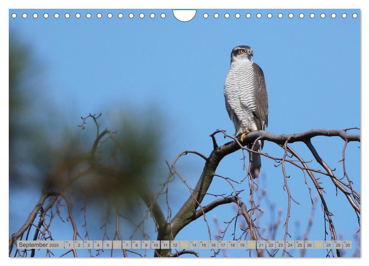 Bild: 9783383837128 | Habicht - aus dem Leben eines imposanten Greifvogels (Wandkalender...