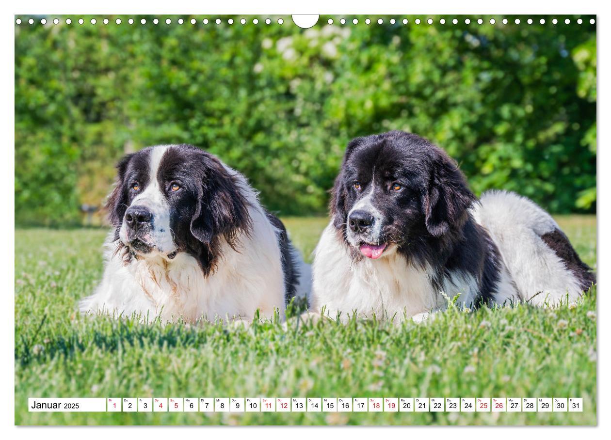 Bild: 9783383893865 | Traumhund Landseer (Wandkalender 2025 DIN A3 quer), CALVENDO...