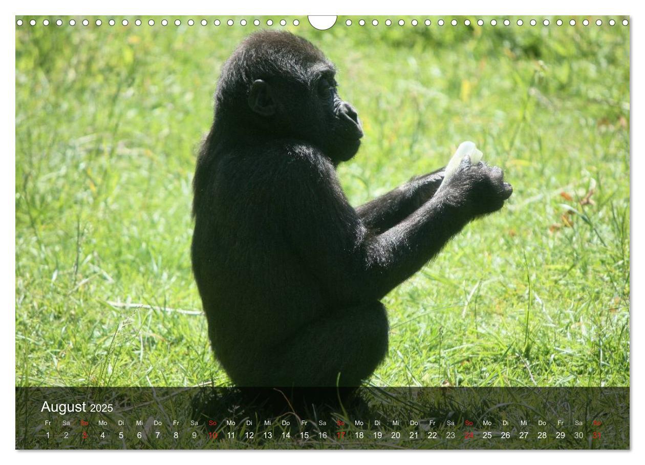 Bild: 9783435600984 | Gorillas. Friedliebende Kraftpakete (Wandkalender 2025 DIN A3...