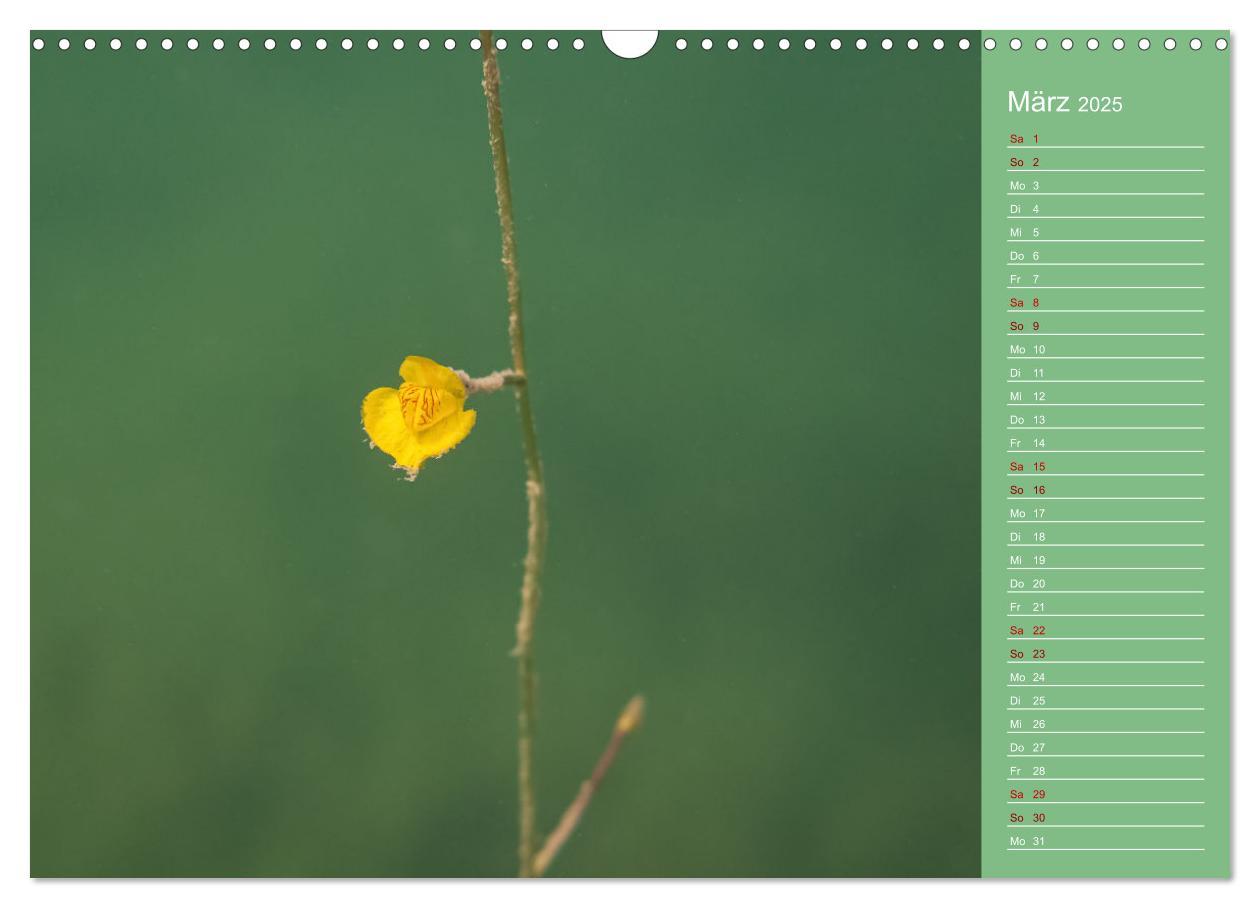 Bild: 9783435084821 | Baggersee - die grüne Welt (Wandkalender 2025 DIN A3 quer),...