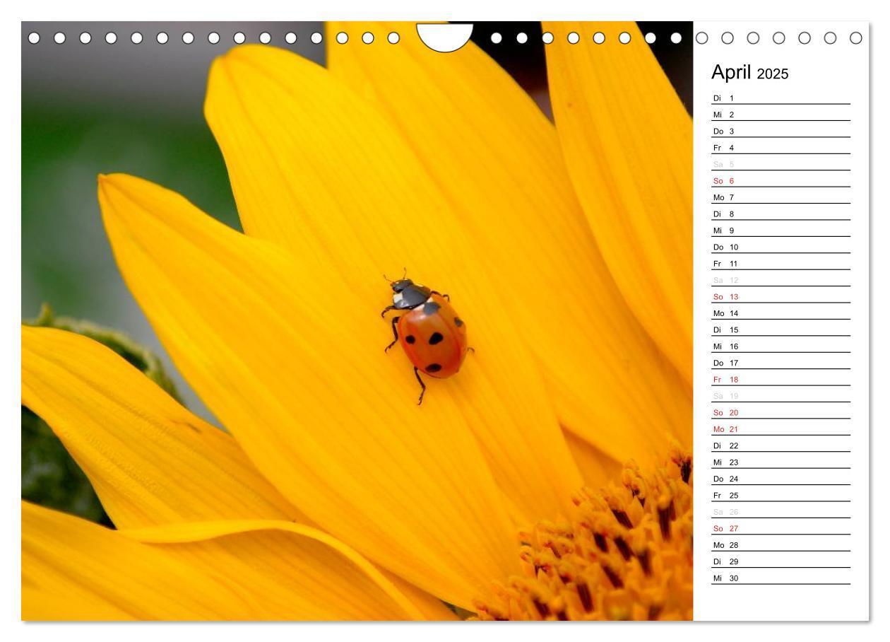 Bild: 9783435787418 | Marienkäfer 2025 (Wandkalender 2025 DIN A4 quer), CALVENDO...