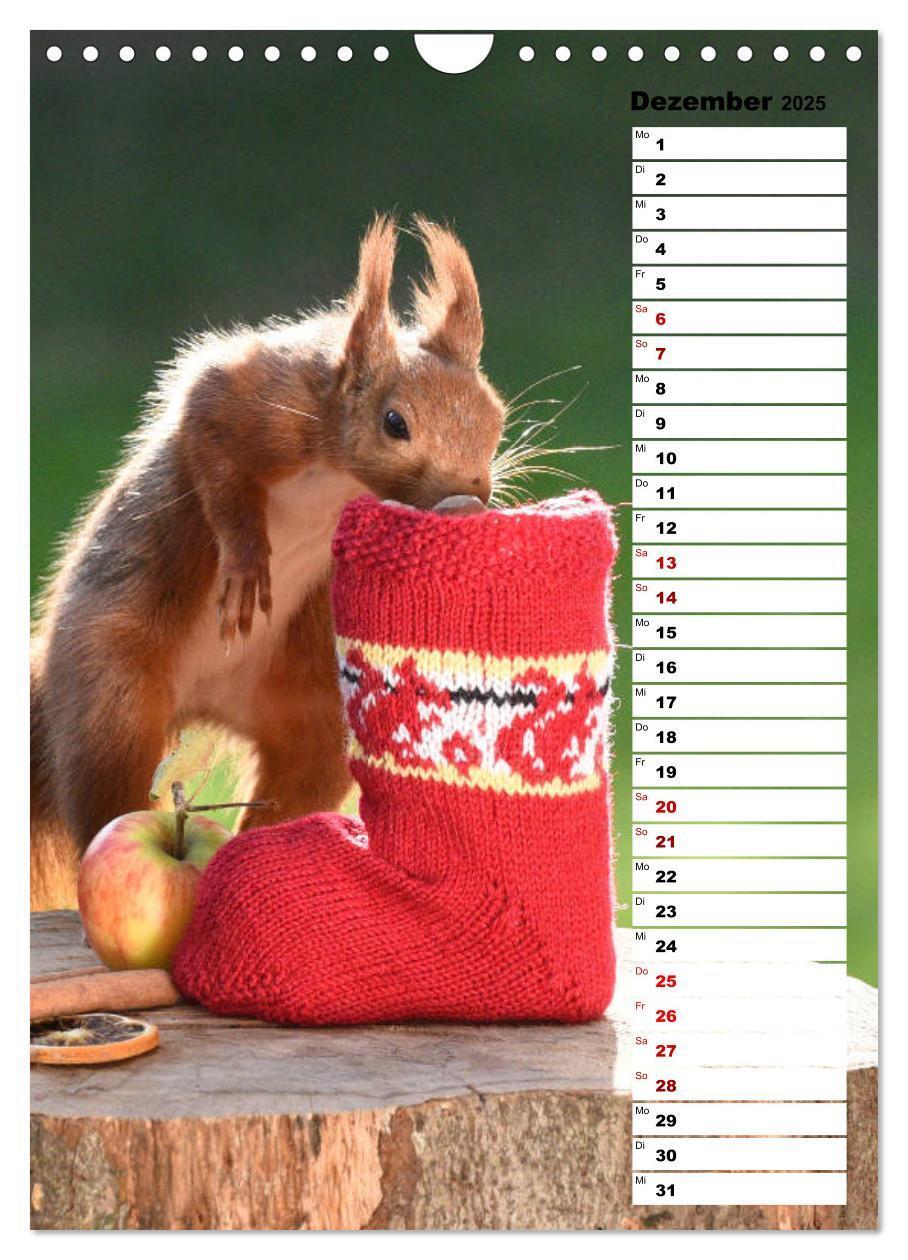 Bild: 9783435985302 | Eichhörnchen - kleine Tiere, große Liebe (Wandkalender 2025 DIN A4...