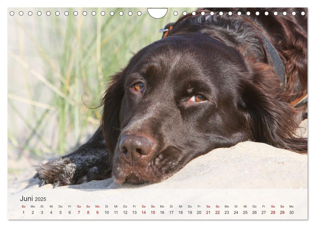 Bild: 9783457145685 | Der kleine Münsterländer (Wandkalender 2025 DIN A4 quer), CALVENDO...