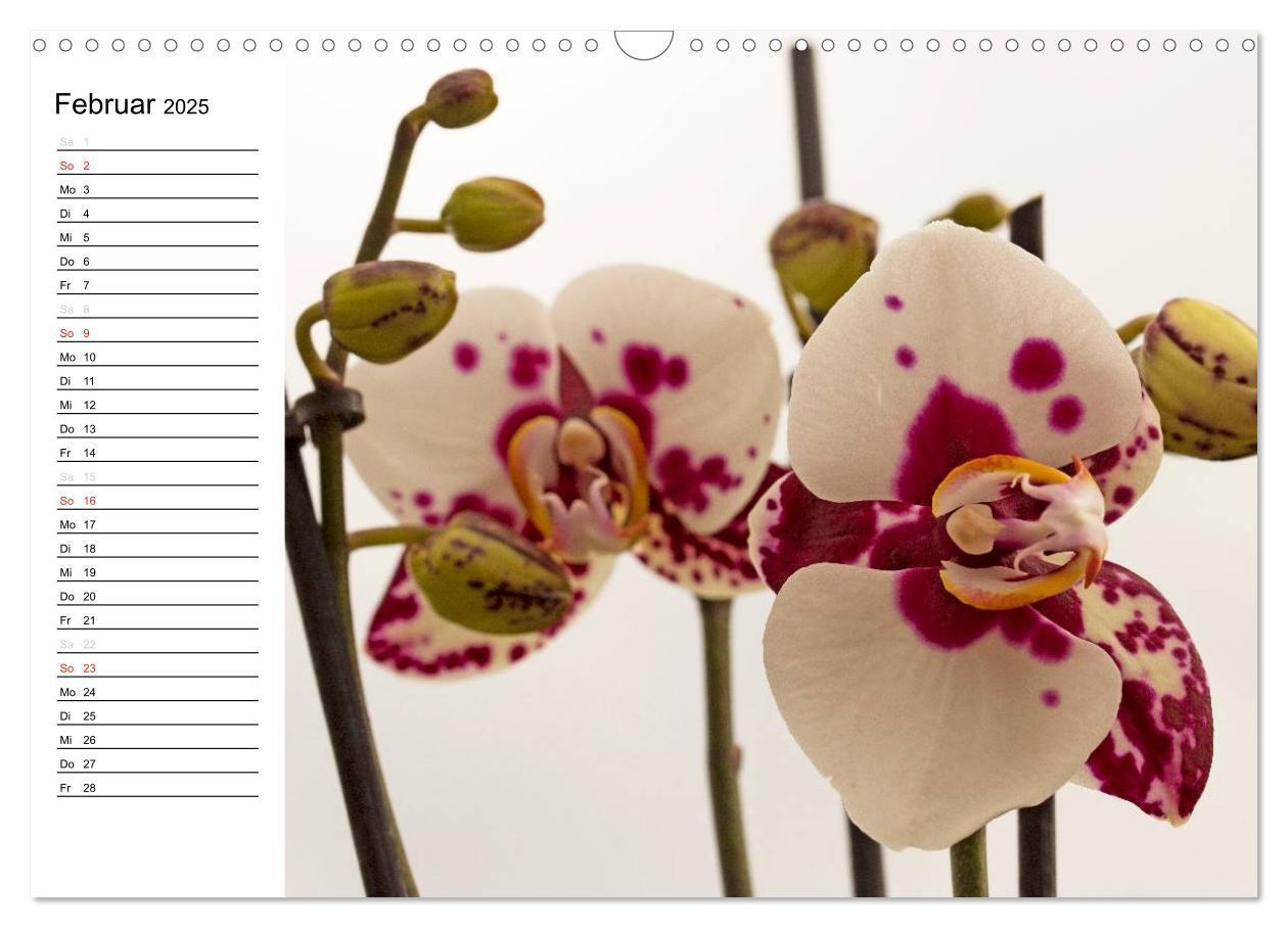 Bild: 9783435553303 | Blütenzauber Orchideen (Wandkalender 2025 DIN A3 quer), CALVENDO...