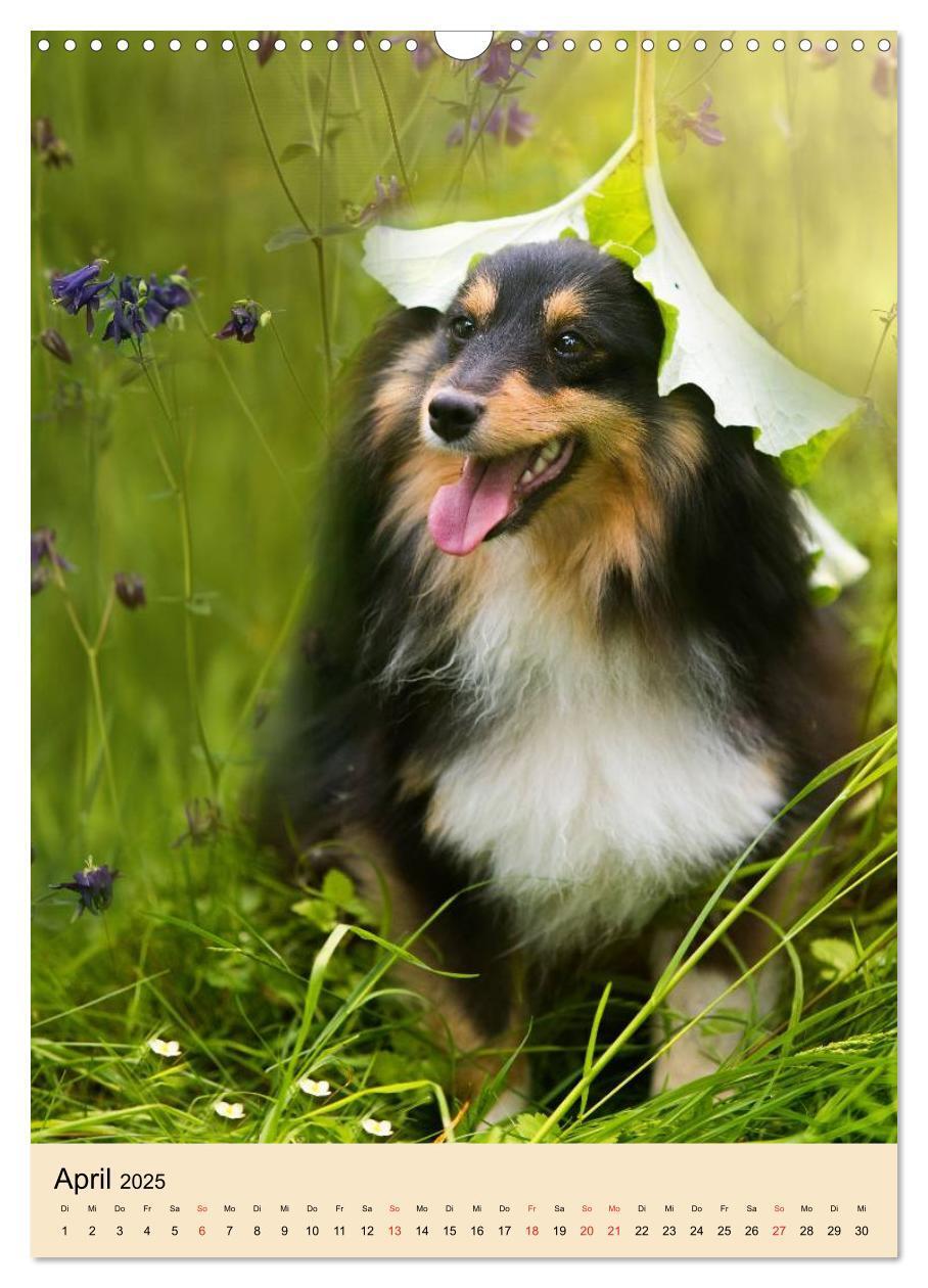 Bild: 9783457040836 | Mit Shelties durchs Jahr (Wandkalender 2025 DIN A3 hoch), CALVENDO...