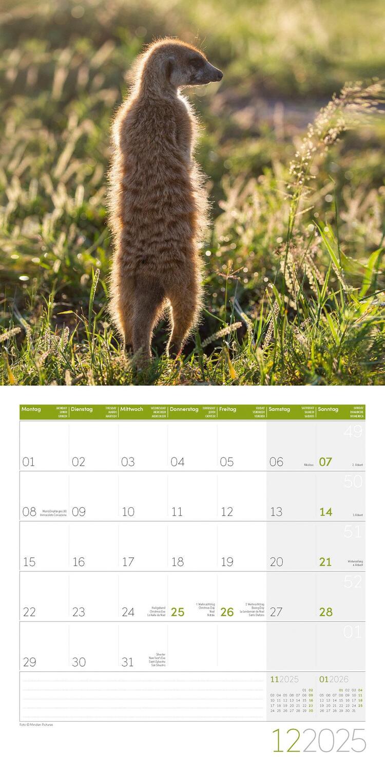 Bild: 9783838445328 | Erdmännchen Kalender 2025 - 30x30 | Ackermann Kunstverlag | Kalender