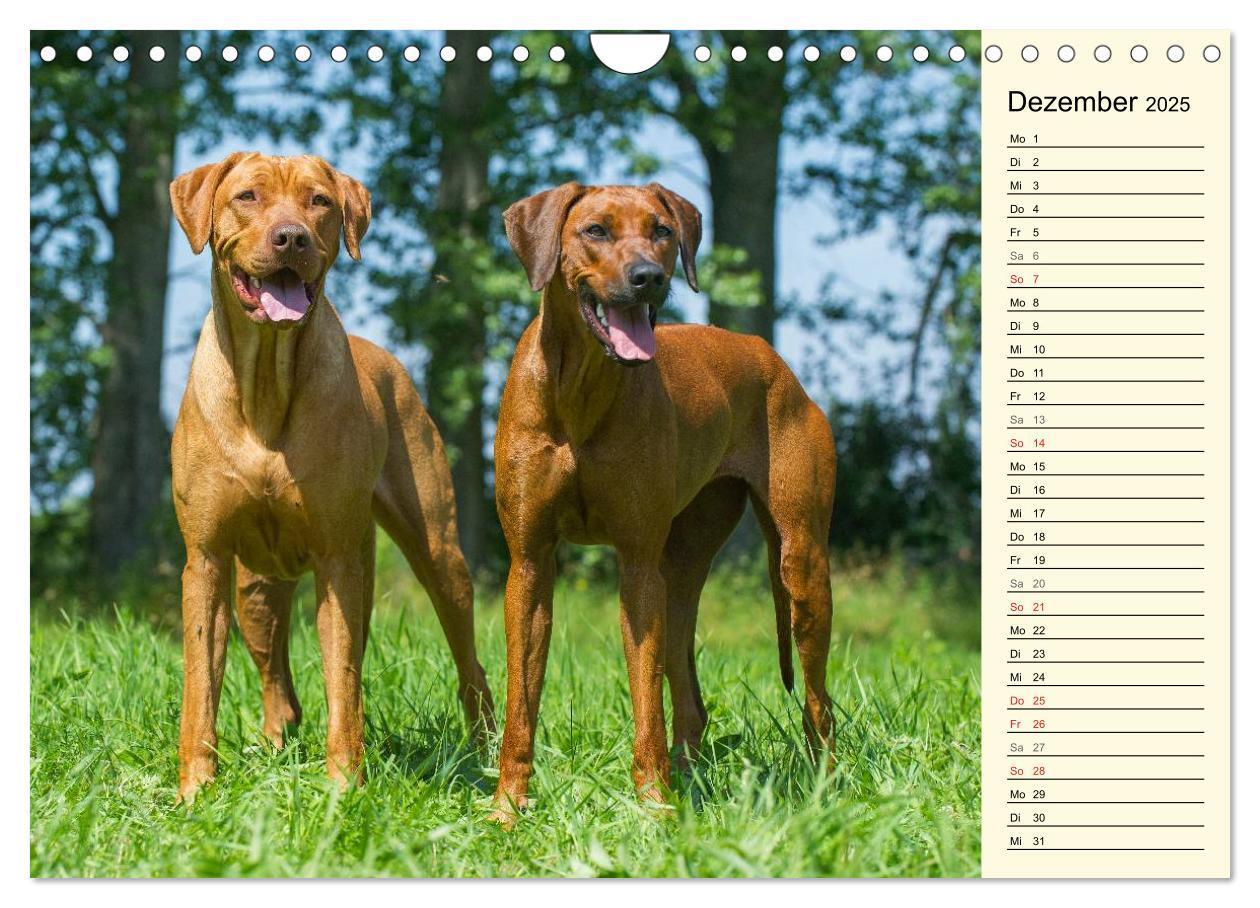 Bild: 9783435541416 | Rhodesian Ridgeback 2025 (Wandkalender 2025 DIN A4 quer), CALVENDO...