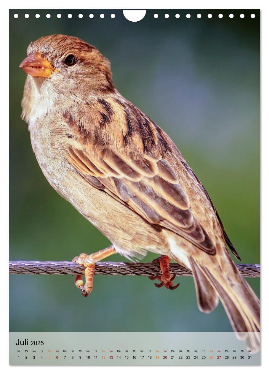 Bild: 9783435931316 | Vögel - gefiederte Freunde in unserer Natur (Wandkalender 2025 DIN...