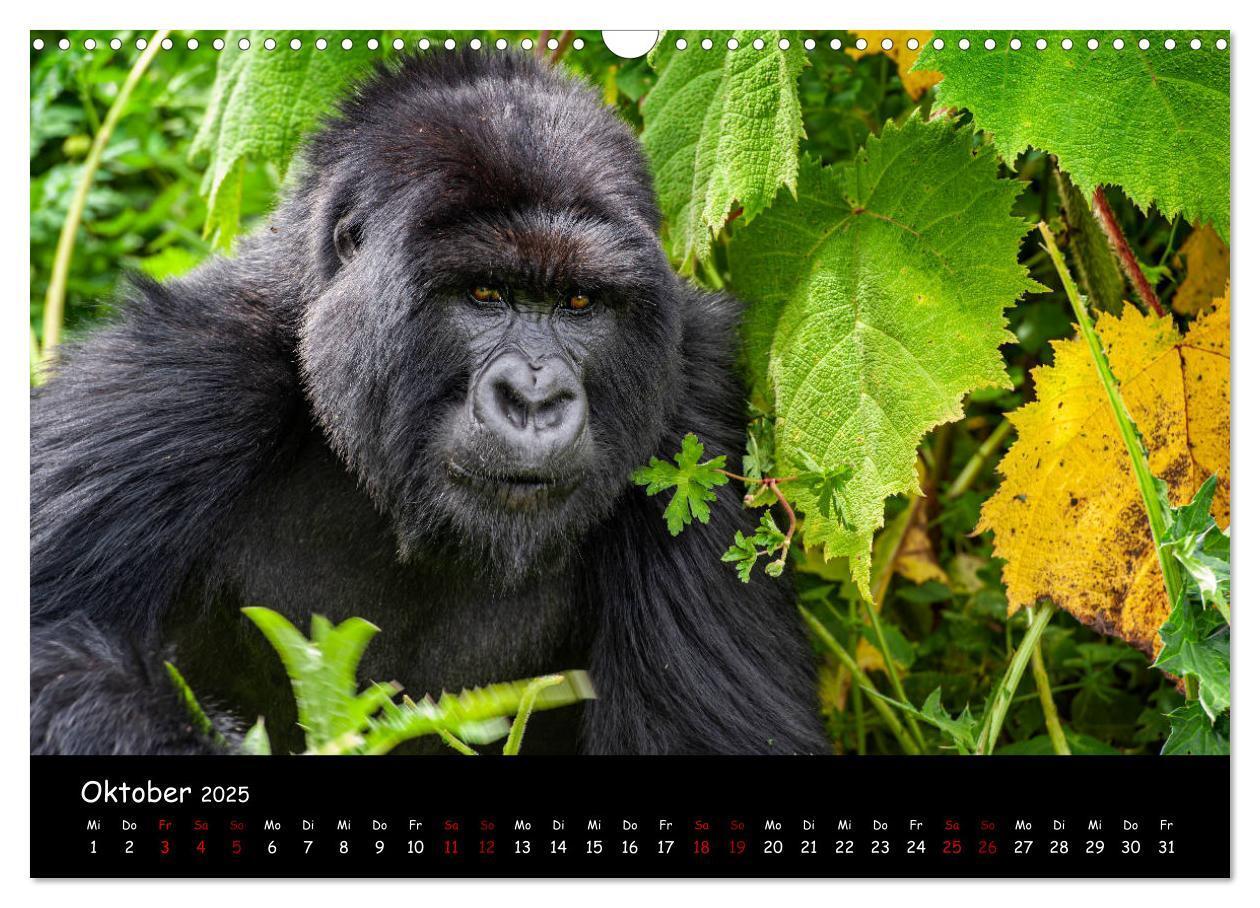 Bild: 9783435119387 | Berggorillas: die bedrohten Riesen (Wandkalender 2025 DIN A3 quer),...