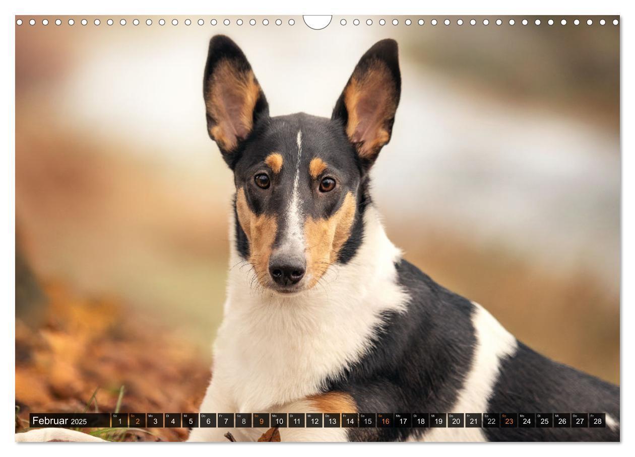 Bild: 9783435580859 | Smooth Collies (Wandkalender 2025 DIN A3 quer), CALVENDO...