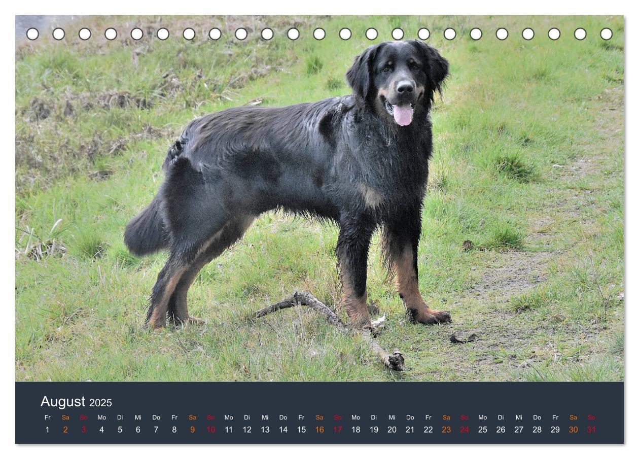 Bild: 9783435149056 | Ein Hovawart, ein Wachhund (Tischkalender 2025 DIN A5 quer),...