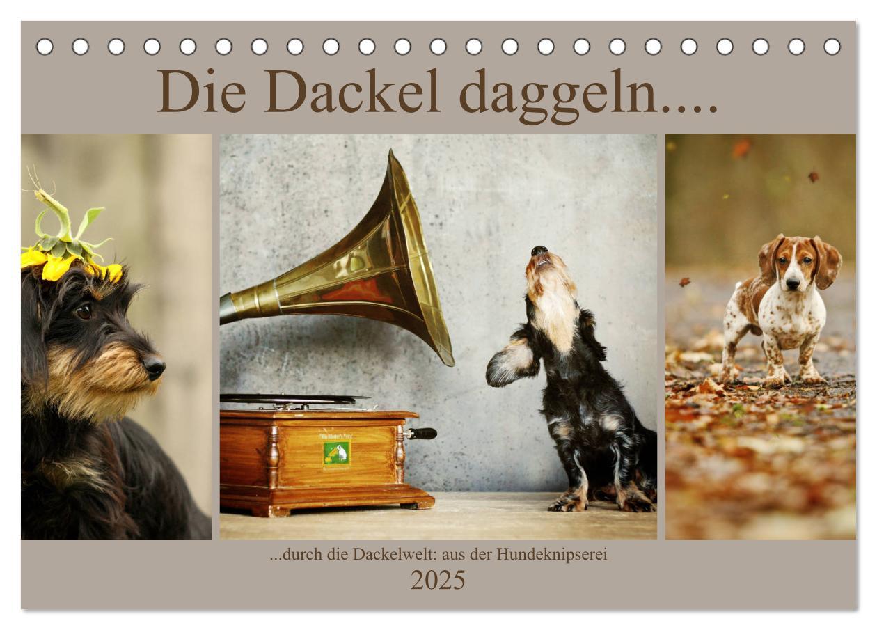 Cover: 9783435383054 | Die Dackel daggeln.... (Tischkalender 2025 DIN A5 quer), CALVENDO...