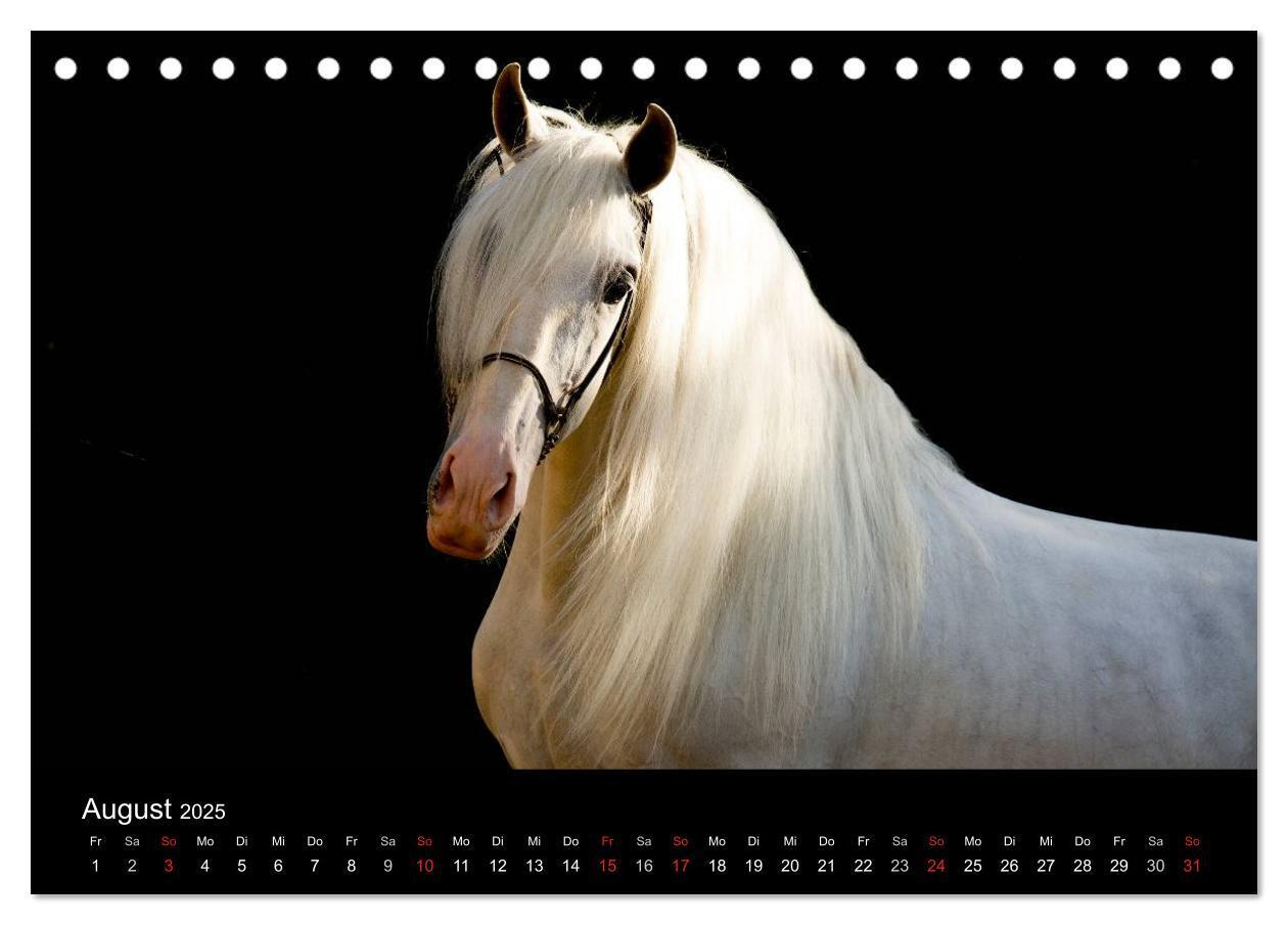 Bild: 9783435636907 | Spaniens stolze Pferde (Tischkalender 2025 DIN A5 quer), CALVENDO...