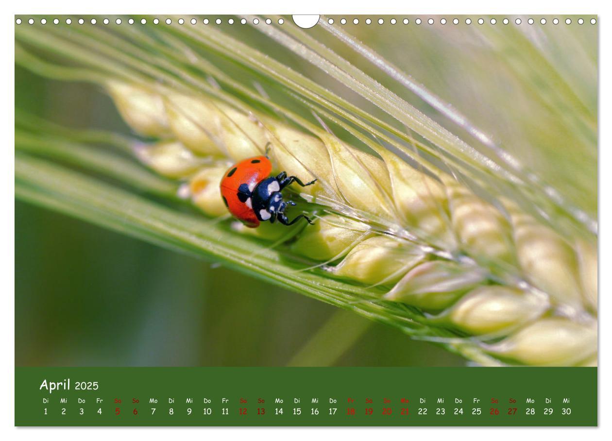 Bild: 9783435072873 | Insekten - Kleine Wunder (Wandkalender 2025 DIN A3 quer), CALVENDO...