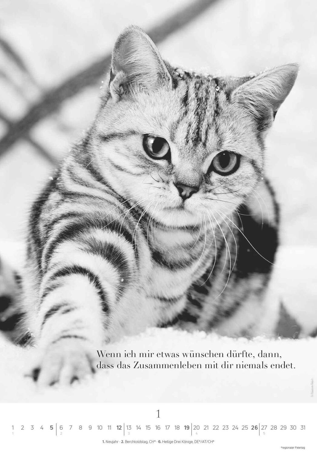 Bild: 4251732341107 | Der poetische Katzenkalender 2025 - Bild-Kalender 23,7x34 cm - mit...