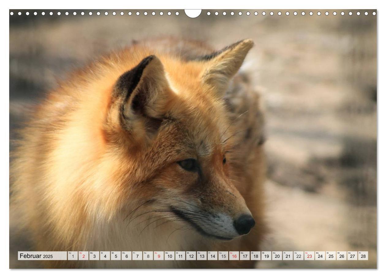 Bild: 9783435605927 | Wildtiere. Heimische Schönheiten (Wandkalender 2025 DIN A3 quer),...