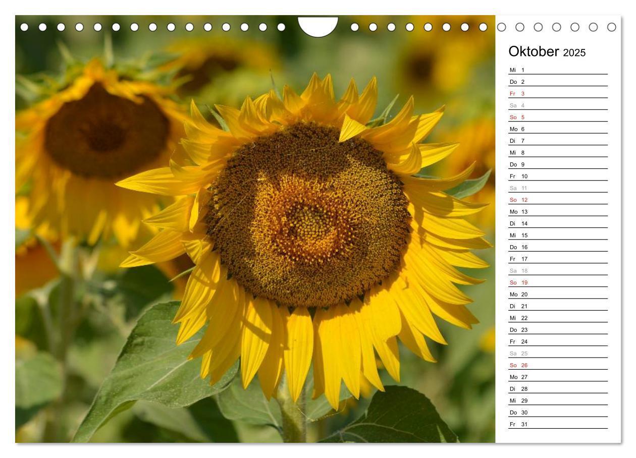 Bild: 9783435477142 | Ein Jahr lang Sonnenblumen (Wandkalender 2025 DIN A4 quer),...