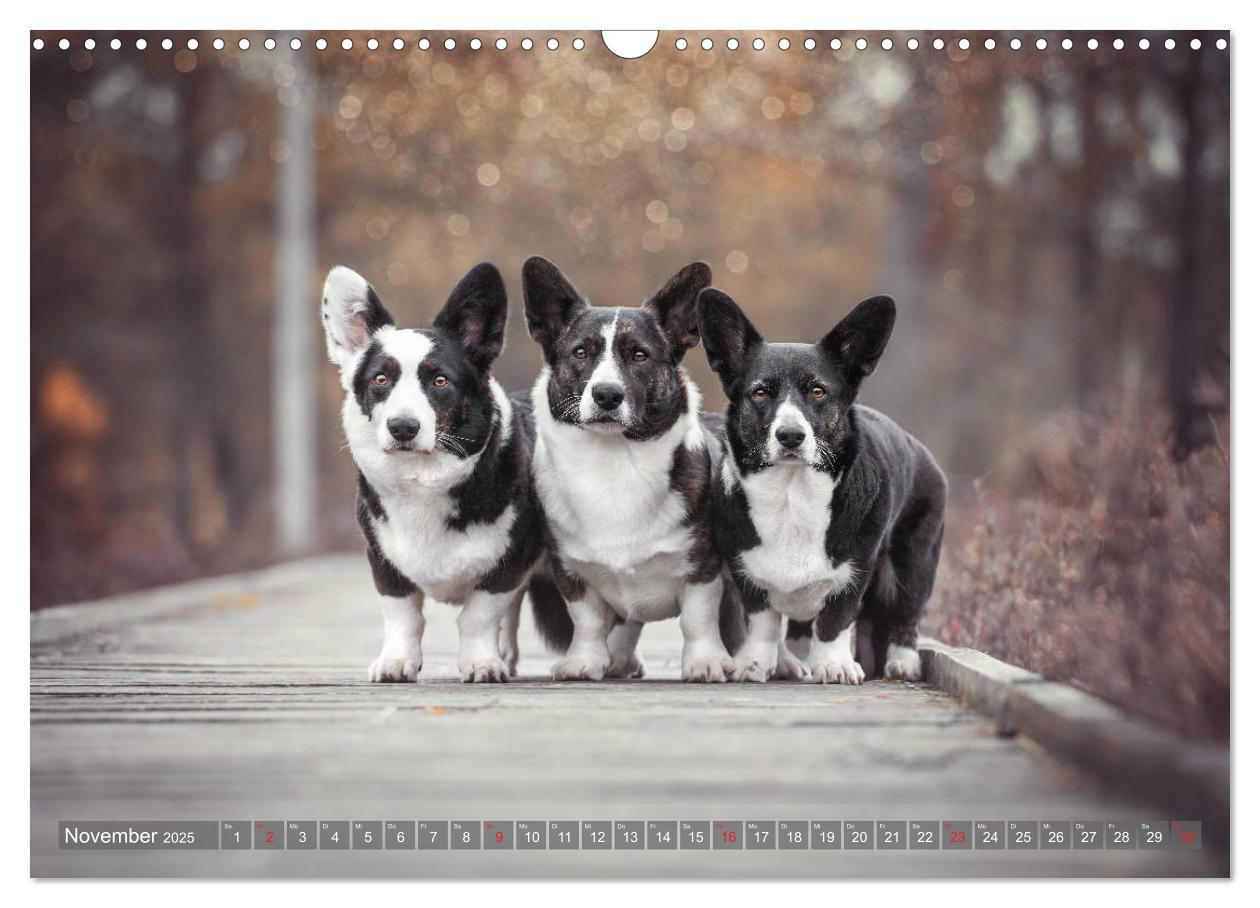 Bild: 9783435118502 | Welsh Corgi - Der Kobold unter den Hunden (Wandkalender 2025 DIN A3...