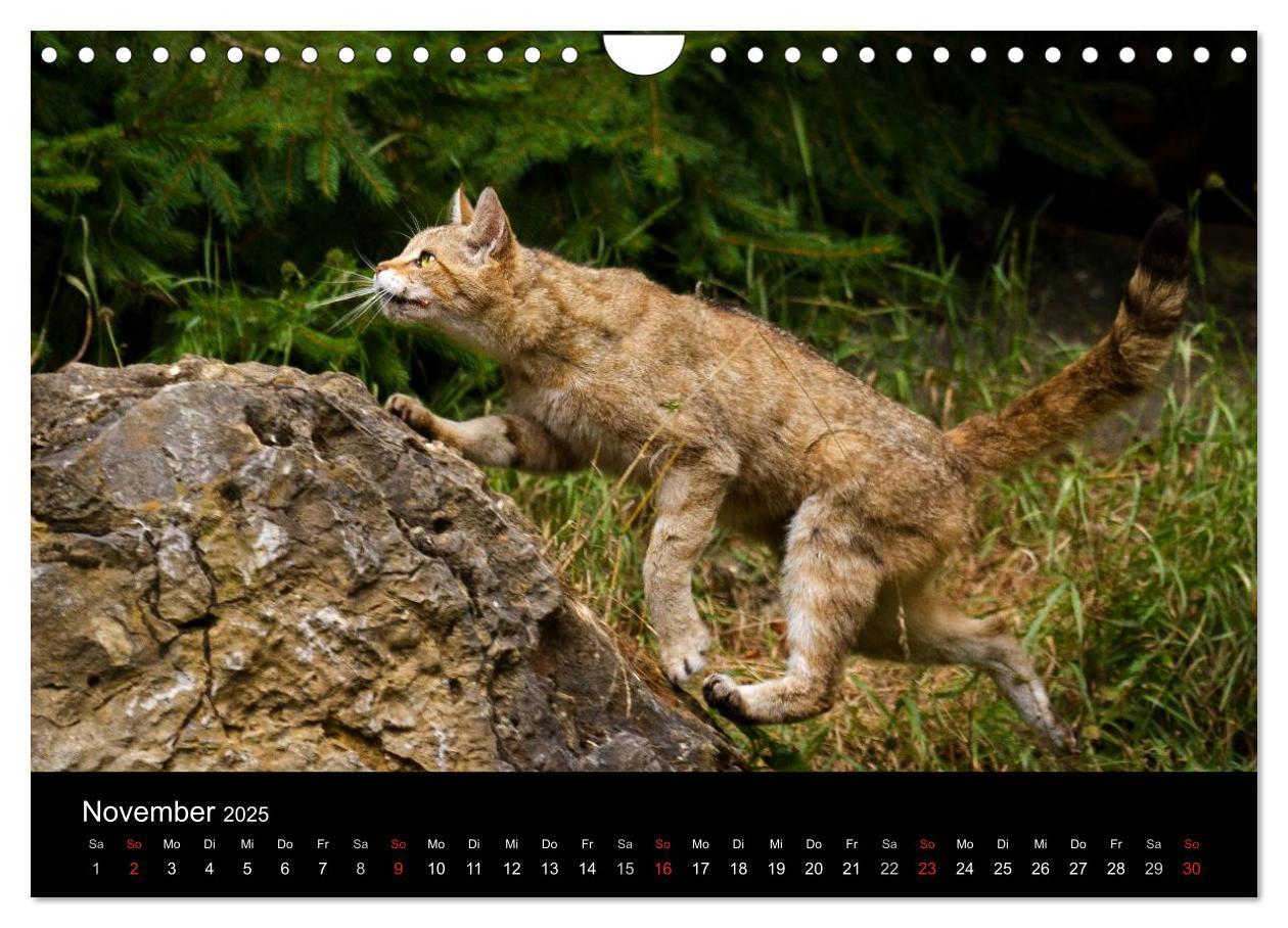 Bild: 9783435391615 | Wildkatzen - scheue Samtpfoten (Wandkalender 2025 DIN A4 quer),...