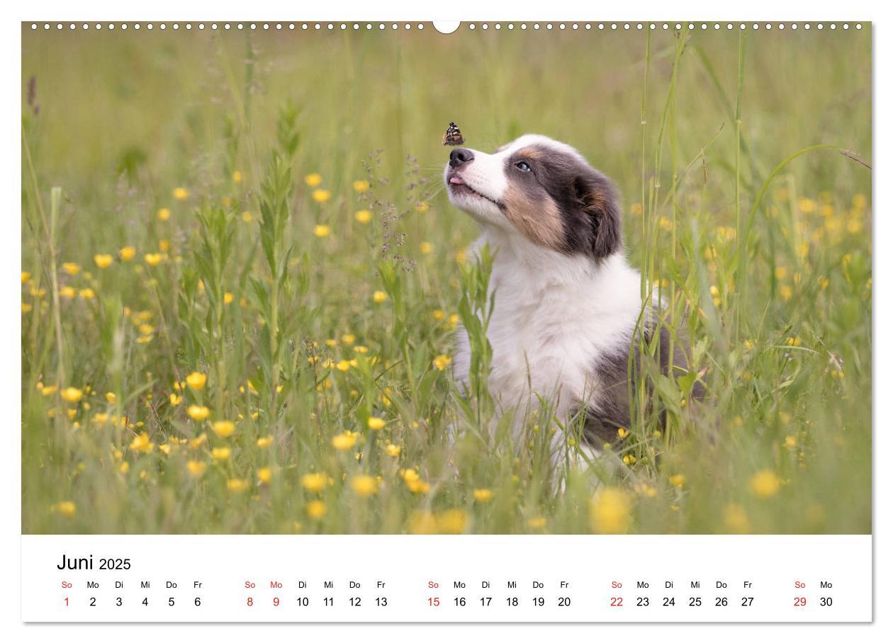 Bild: 9783435188130 | Border Collie - Bunt und clever! (hochwertiger Premium Wandkalender...