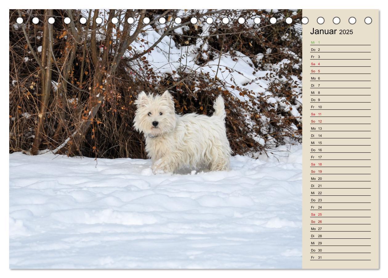 Bild: 9783383906770 | WEST HIGHLAND WHITE TERRIER - DER WESTIE - EIN HUND MIT CHARISMA...