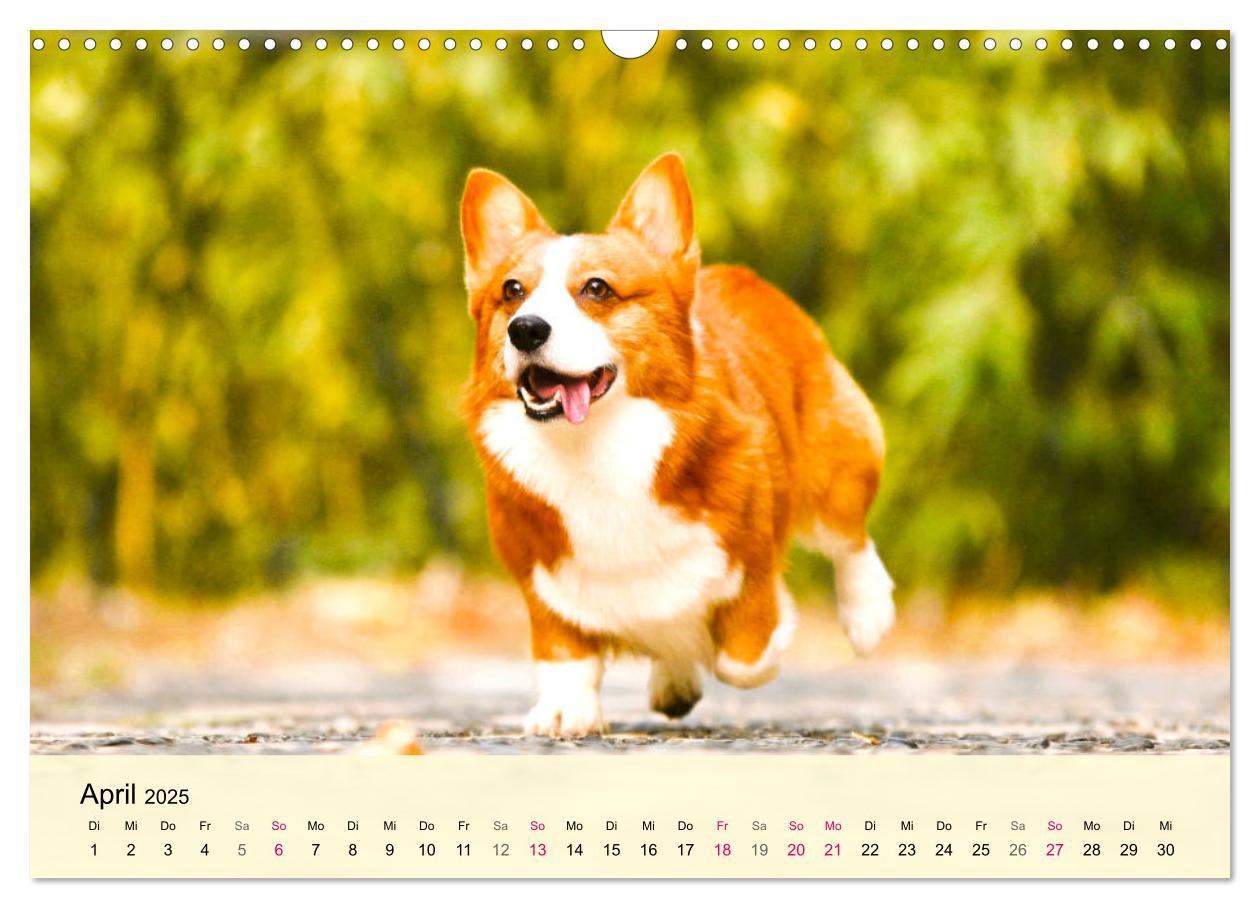 Bild: 9783435019809 | Welsh Corgi. Zauberhafter Dickkopf auf kurzen Beinen (Wandkalender...