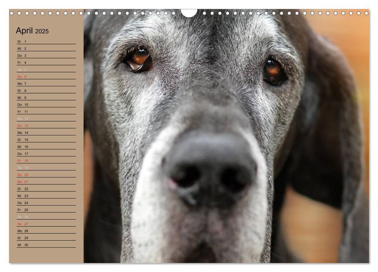 Bild: 9783435491841 | Deutsche Doggen - Sanfte Riesen (Wandkalender 2025 DIN A3 quer),...