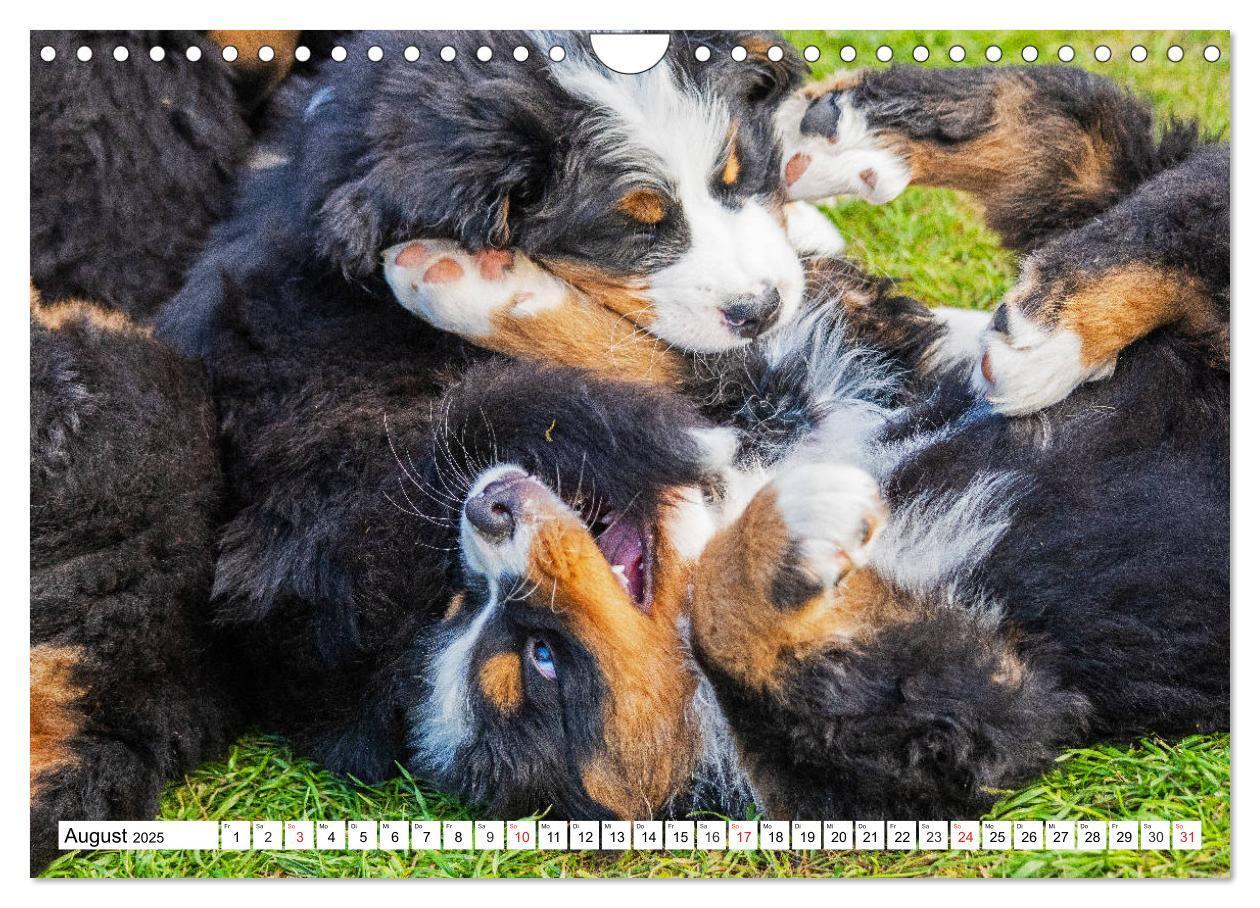 Bild: 9783435215737 | Kleine Herzen auf 4 Pfoten - Berner Sennenhunde (Wandkalender 2025...