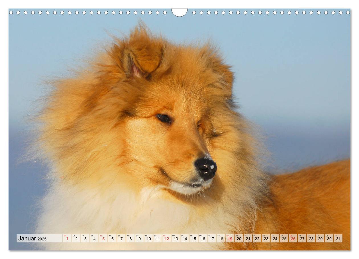 Bild: 9783435312146 | Collie - Das Glück hat 4 Pfoten (Wandkalender 2025 DIN A3 quer),...